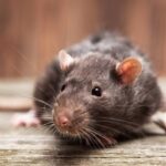 Livre-se dos ratos de forma natural e segura com itens baratos da sua cozinha