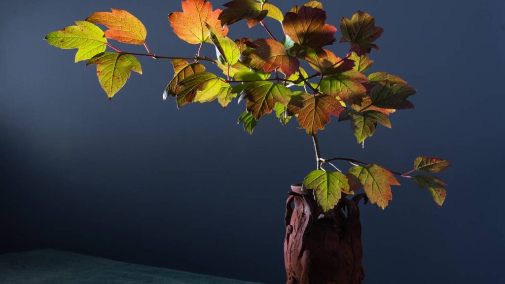 Essa técnica milenar de Feng Shui está conquistando os jardins do Brasil