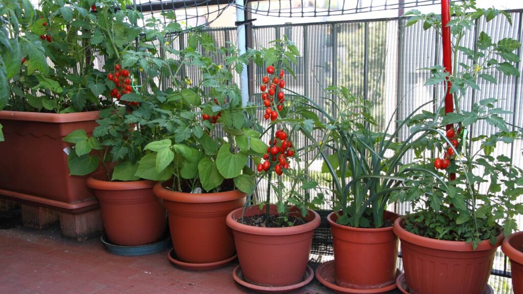 Essa técnica milenar de Feng Shui está conquistando os jardins do Brasil