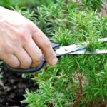 Descobri que minhas plantas estavam morrendo por esse detalhe simples