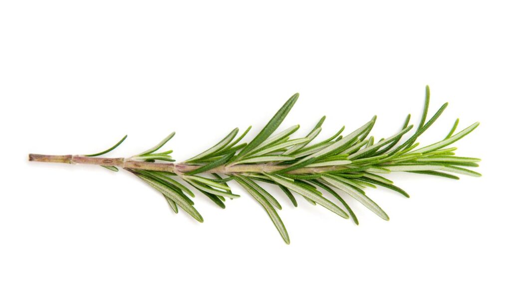 Limpador natural com alecrim está virando febre nas redes sociais