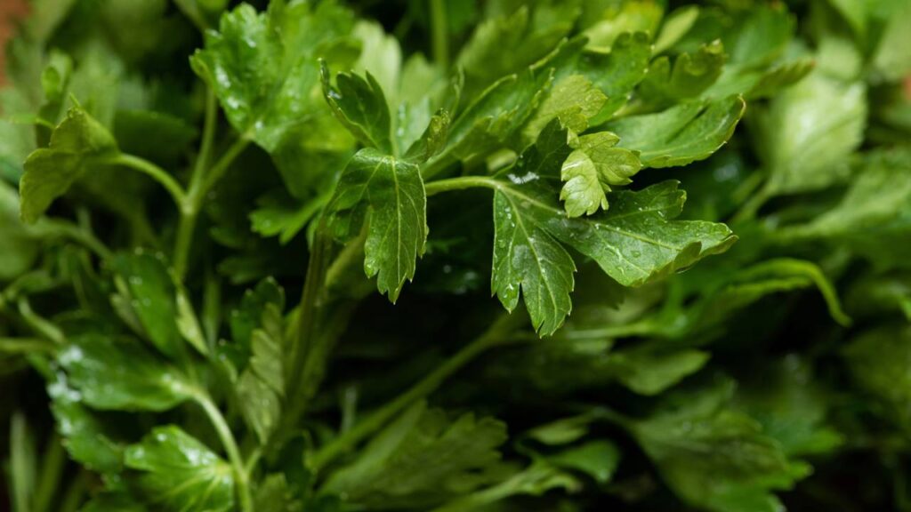 Especialistas revelam 8 ervas perfeitas para cultivar dentro de casa o ano inteiro