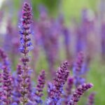 Transforme seu espaço com flores vibrantes que atraem beija-flores por meses