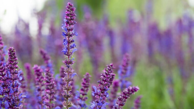 Transforme seu espaço com flores vibrantes que atraem beija-flores por meses