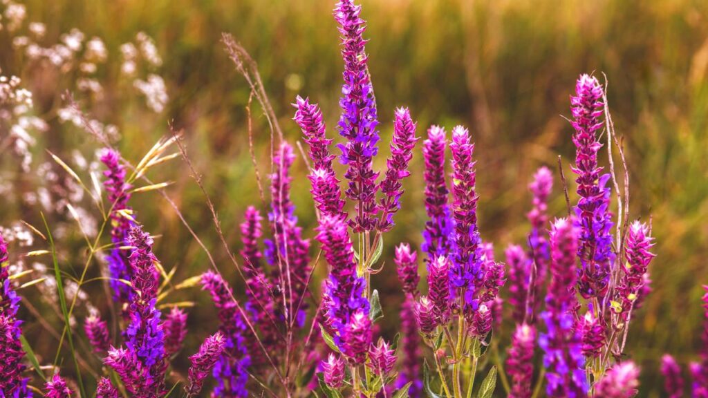 Transforme seu espaço com flores vibrantes que atraem beija-flores por meses