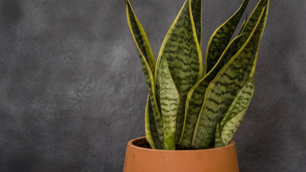 4 cuidados simples para deixar a língua de sogra sempre linda