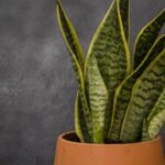 Esse segredo com vinagre está deixando as plantas mais verdes e fortes