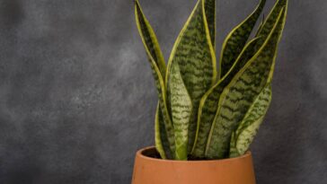 4 cuidados simples para deixar a língua de sogra sempre linda