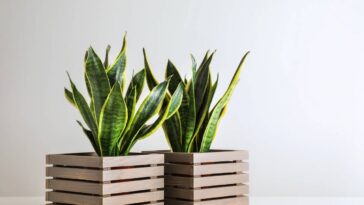 A melhor forma de limpar as folhas da língua de sogra sem danificar a planta