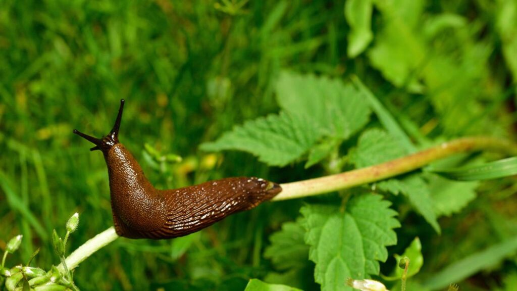 Depois que aprendi esse truque barato da jardinagem, nunca mais tive problemas com caracóis