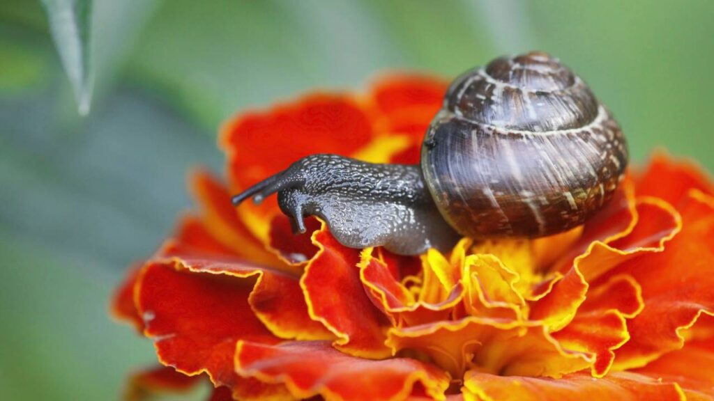 O jeito mais eficaz de acabar com lesmas no jardim sem agredir o solo segundo especialistas