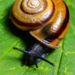 Depois que aprendi esse truque barato da jardinagem, nunca mais tive problemas com caracóis