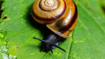 Depois que aprendi esse truque barato da jardinagem, nunca mais tive problemas com caracóis