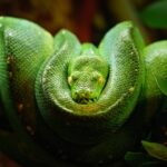 Transforme seu jardim em um espaço mais seguro com essas plantas repelentes