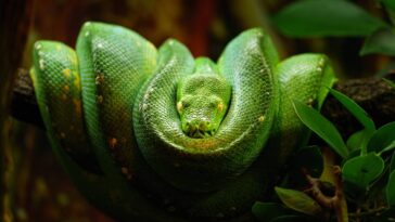 Transforme seu jardim em um espaço mais seguro com essas plantas repelentes