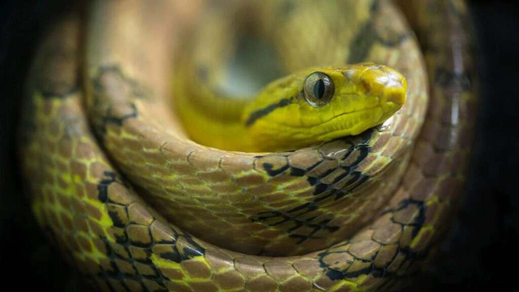 Transforme seu jardim em um espaço mais seguro com essas plantas repelentes