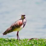 O guia mais seguro para alimentar quero-queros que aparecem no seu jardim