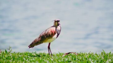 O guia mais seguro para alimentar quero-queros que aparecem no seu jardim