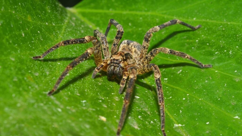 Essa mistura simples vai acabar com as aranhas da sua casa nesse verão