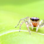 Essa mistura simples vai acabar com as aranhas da sua casa nesse verão