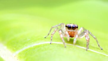 Essa mistura simples vai acabar com as aranhas da sua casa nesse verão