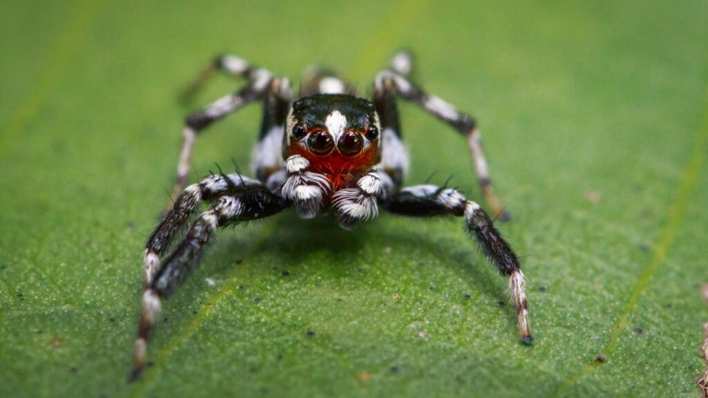 Essa mistura simples vai acabar com as aranhas da sua casa nesse verão