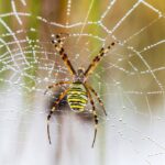 Casa limpa e protegida com esses truques contra aranhas neste verão