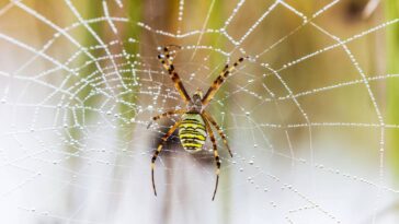 Casa limpa e protegida com esses truques contra aranhas neste verão