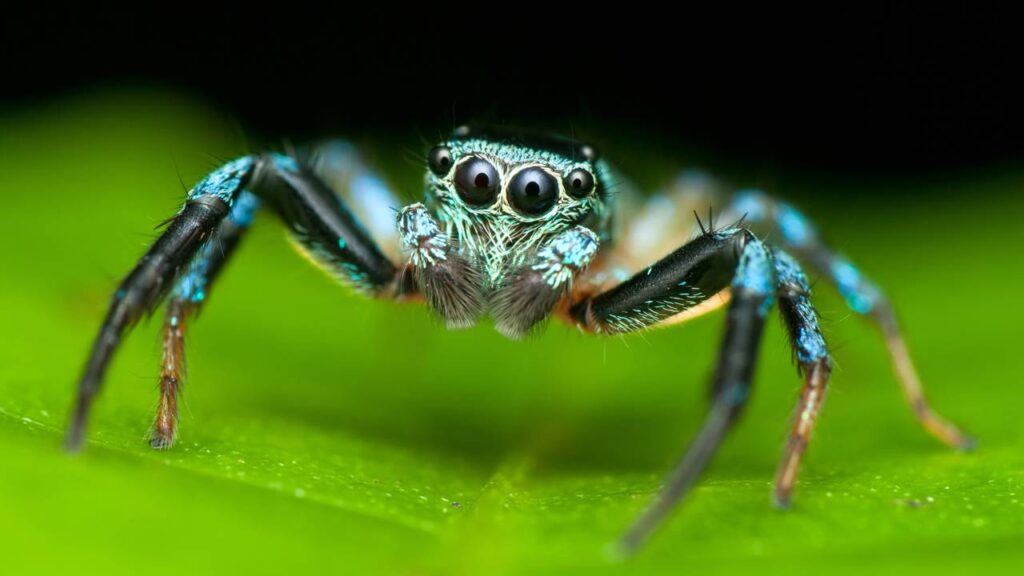 Casa limpa e protegida com esses truques contra aranhas neste verão