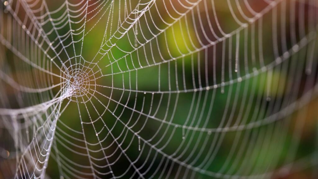 Casa limpa e protegida com esses truques contra aranhas neste verão