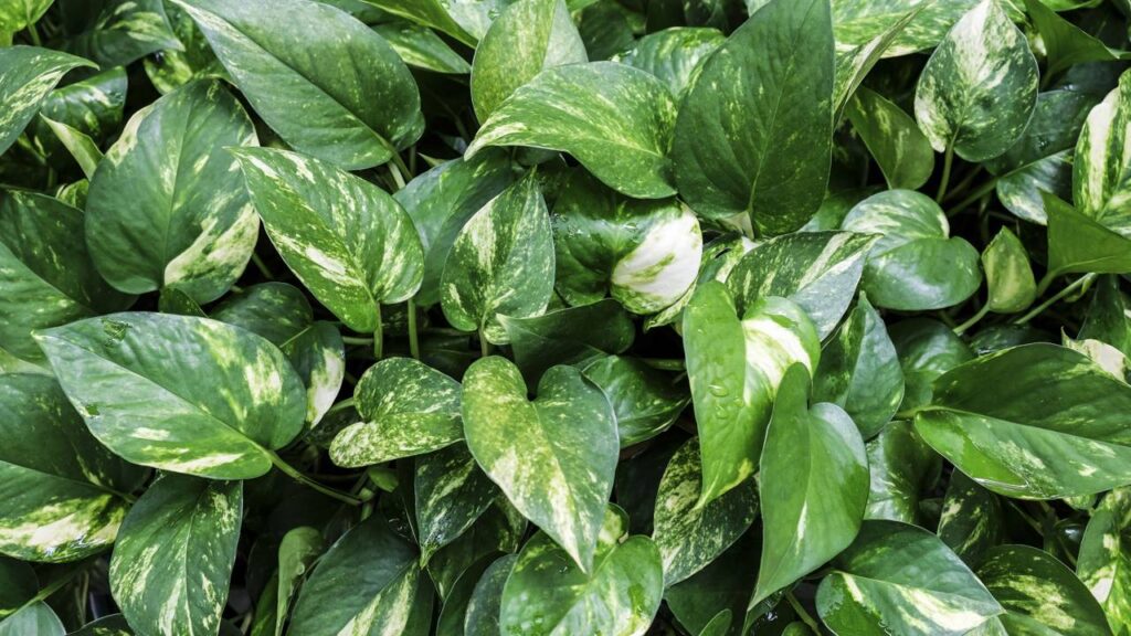 Como fazer uma muda nova de jiboia com um item que todos tem em casa