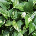 Como fazer uma muda nova de jiboia com um item que todos tem em casa