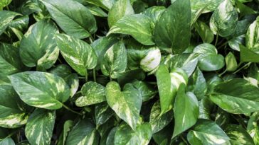 Como fazer uma muda nova de jiboia com um item que todos tem em casa