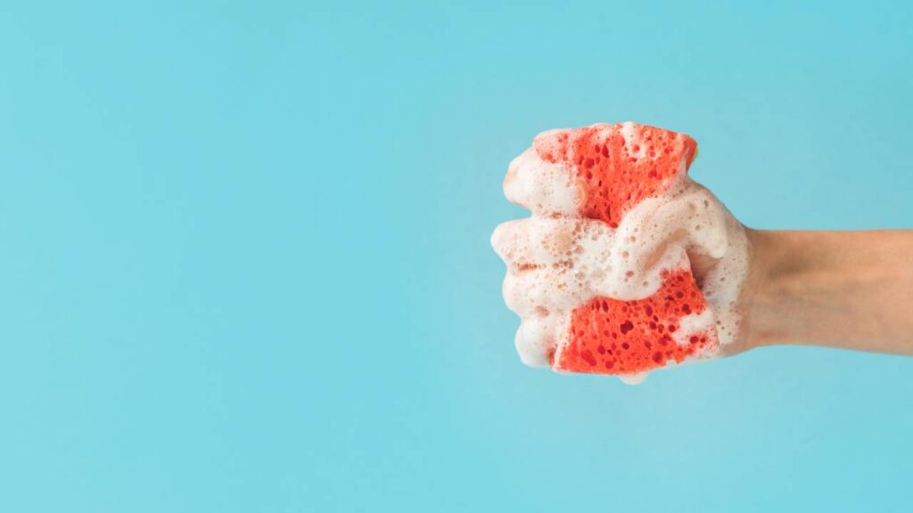 Como fazer uma muda nova de jiboia com um item que todos tem em casa