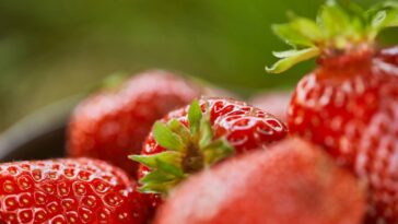 O amigurumi queridinho das crocheteiras para treinar sem frustração