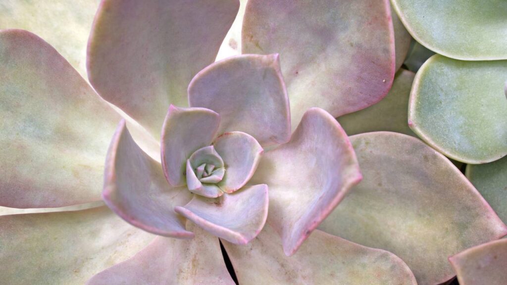 Essa camada nas suculentas parece sujeira, mas é vital para a planta