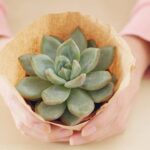 Essa camada nas suculentas parece sujeira, mas é vital para a planta