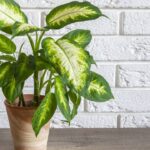 Como fazer uma capa para seu vaso de plantas firme e elegante