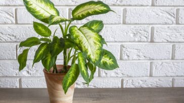 Como fazer uma capa para seu vaso de plantas firme e elegante
