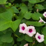 Transforme sua casa com uma trepadeira feita a partir de uma batata