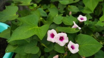 Transforme sua casa com uma trepadeira feita a partir de uma batata