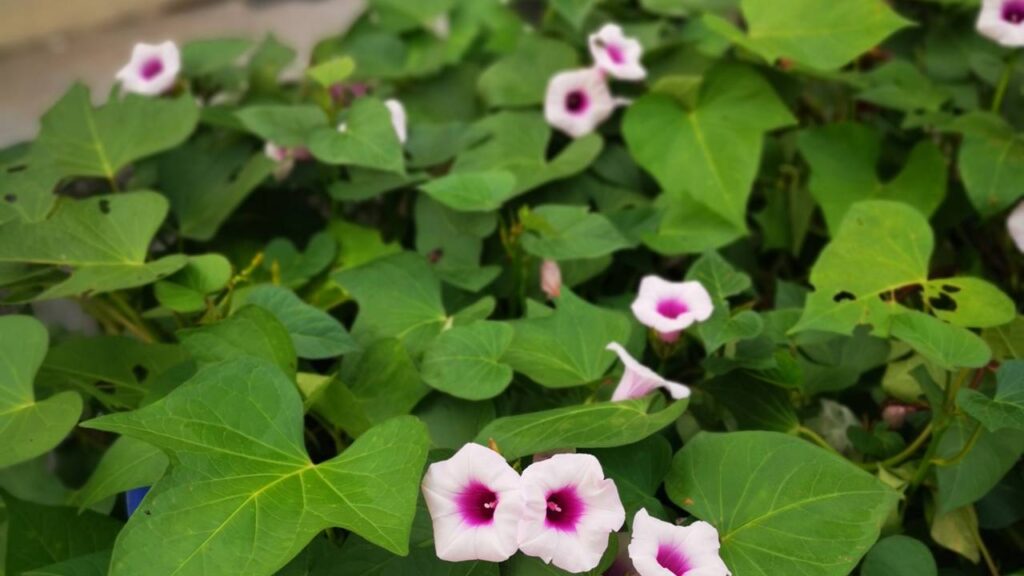 Transforme sua casa com uma trepadeira feita a partir de uma batata