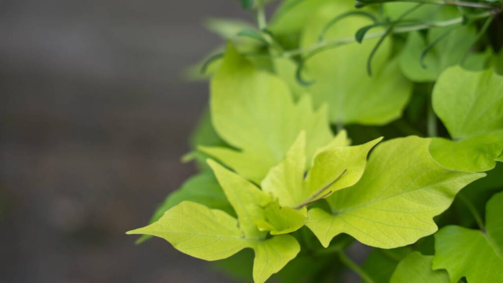Transforme sua casa com uma trepadeira feita a partir de uma batata