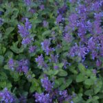 As flores roxas mais lindas e fáceis de cuidar para seu jardim