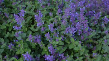As flores roxas mais lindas e fáceis de cuidar para seu jardim