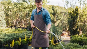 O erro mais comum que faz suas plantas morrerem em poucos dias e você pode evitar