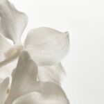 Adeus ao vermelho! A cor que promete transformar sua ceia de Réveillon