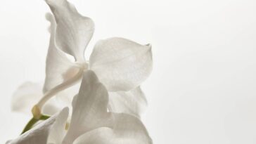 Adeus ao vermelho! A cor que promete transformar sua ceia de Réveillon