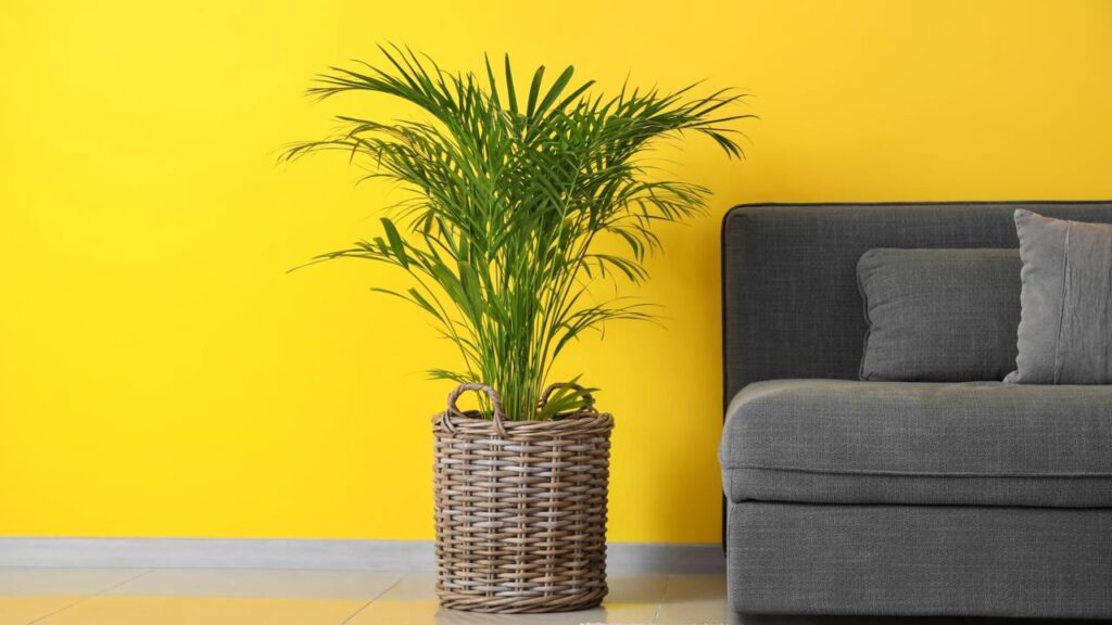 Adeus paredes claras! A cor que transforma a energia da sua casa e melhora o humor