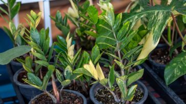 Essa planta indestrutível transformou minha sala (e minha rotina!) - Créditos: depositphotos.com / aapsky